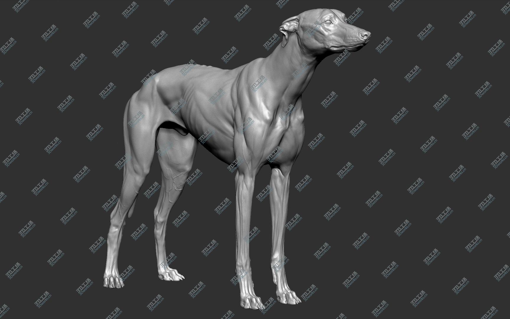 images/goods_img/20210313/3D Greyhound Dog VFX Zbrush Sculpt model/3.jpg